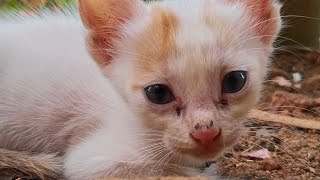 OMG 😱😱😱😱😳😳😳 Why is my kitten  hiding from camera 📸📸😳😳😳😳😭😭😭😭😭😭😭😭😭😭😭😭😭 by My cat's world 🌎🌎 365 views 1 month ago 1 minute, 3 seconds
