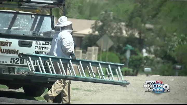 Bee attack kills one man
