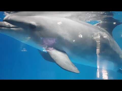 Bottlenose dolphin