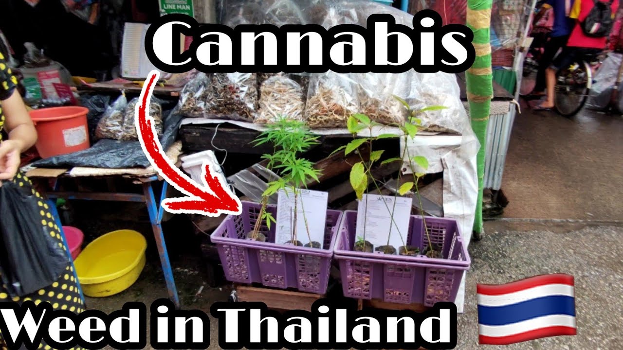 is melanotan legal in thailand Skin specialists are sounding the alarm over potential cancer risks associated with unregulated peptides at the heart of a social media-driven beauty craze. Dermatologists have told the ABC they have seen patients Is Melanotan 2 (MT2) Legal
