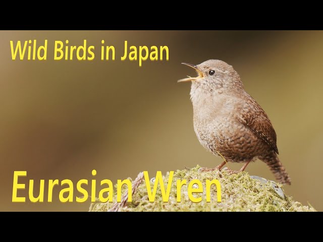ミソサザイ 鳴き声 美しい日本の野鳥 2月 - YouTube