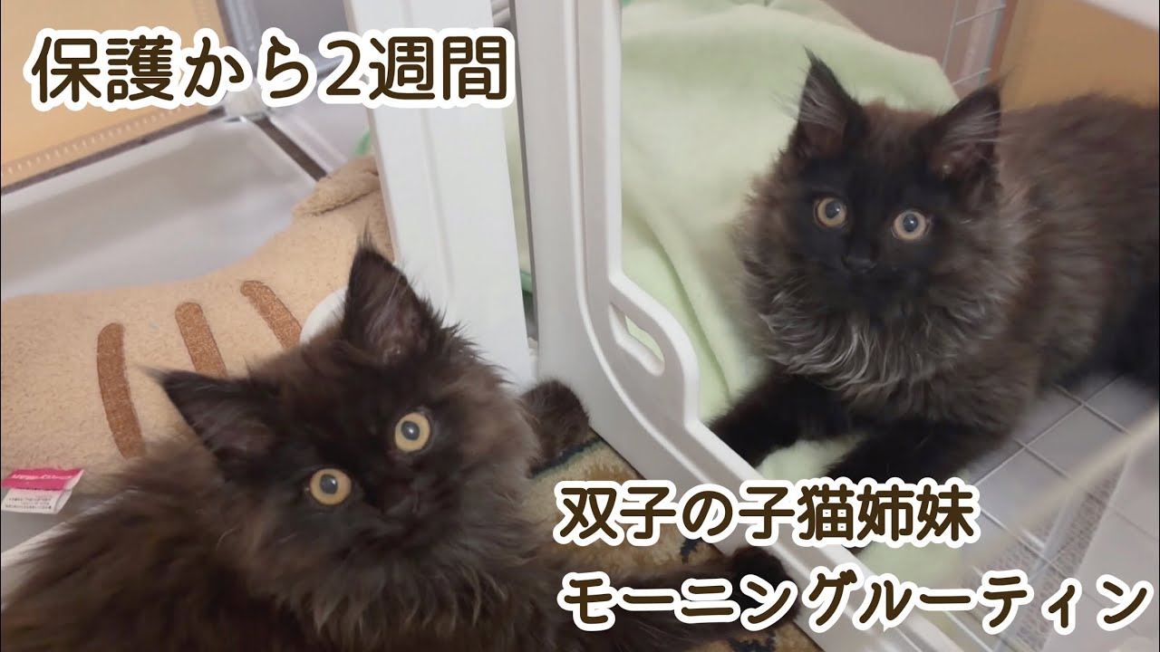 【保護2週間】双子の子猫姉妹🐾モーニングルーティン