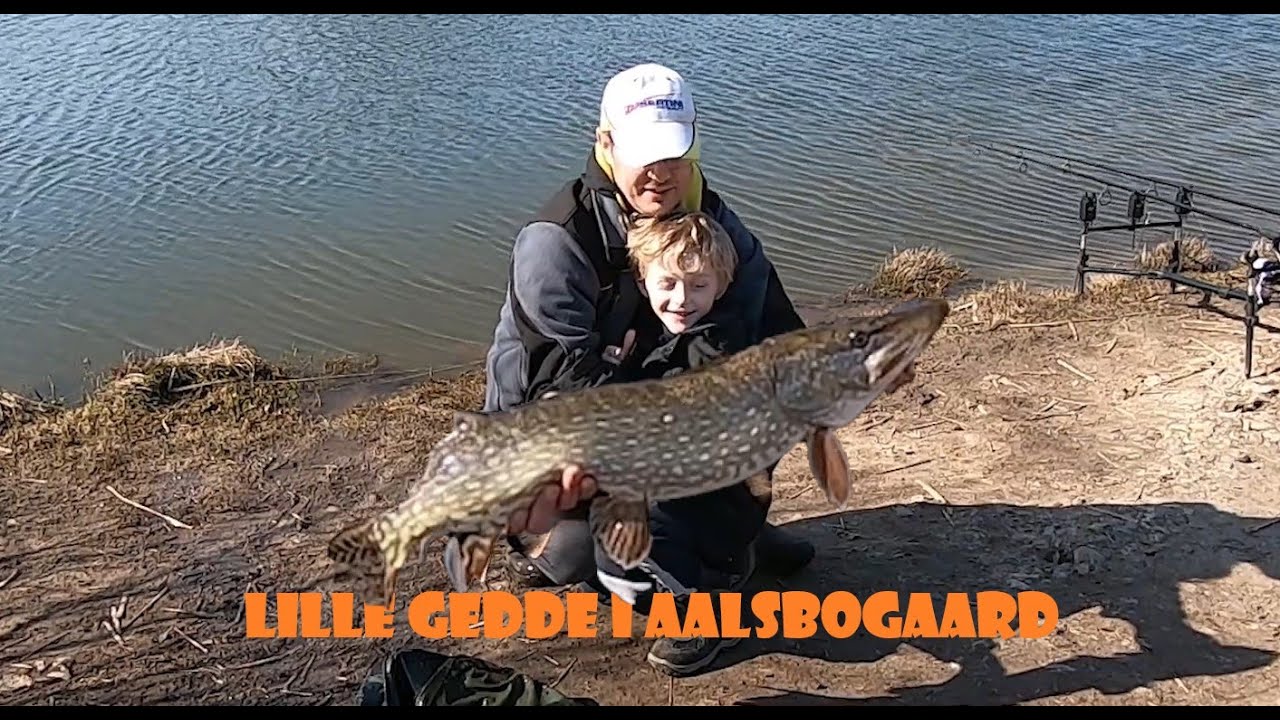 Filler fanger lille gedde i Aalsbogaard stør sø