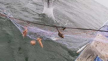 Lưới Tôm, Dính Tôm Thẻ Mực Nan Bầu, Tôm Tích Già | Câu Mực Biển Tây #204