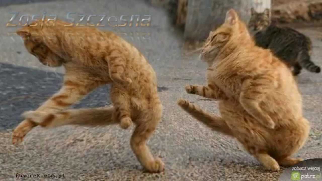 Zbigniew Gniewaszewski - Balanga znowu jest