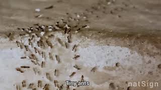 Tiny ants are carrying their eggs || Nature's sign