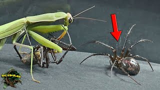 SHOCKING! GIANT SPIDERS meet a PRAYING MANTIS  RAVENOUS APPETITE!