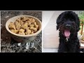 HOW TO MAKE DOG TREATS - EASY RECIPE - Sweet Potato, Oat Meal, Peanut Butter - Bake, Healthy Baking