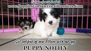 COTON DE TULEAR PUPPIES FOR SALE, GEORGIA LOCAL BREEDERS, NEAR ATLANTA, GA
