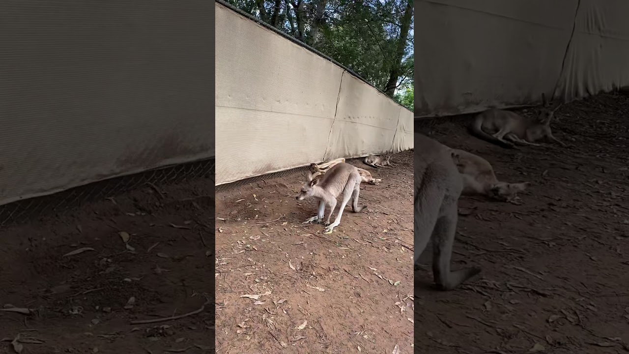 Kangaroo Jump YouTube