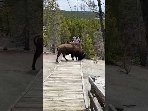 Yellowstone bison cracks through the boardwalk at Norris Geyser Basin