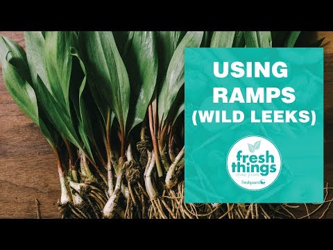 Βίντεο: Ramp Vegetable Plants - Τι είναι τα λαχανικά ράμπας και συμβουλές για την καλλιέργεια ράμπων