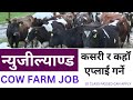 Dairy Farm Jobs in New Zealand | New Zealand Cow Farm Visa Now | Newzeland Work Permit From Nepal