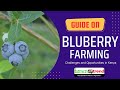 Blueberry Farming in Kenya: Challenges and Opportunities