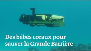 Ce robot va pondre du corail sur la Grande Barrière