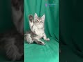 Meet Zelda: Blue Silver Marble Maine Coon with Glowing Yellow Eyes & Elegant Charm 💙✨ #MaineCoon