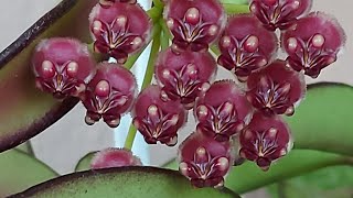 Хойя Вайетти (Hoya Wayetii) и Хойя Калистофила Калимантан(Hoya Callistophill sp.Kalimantan)