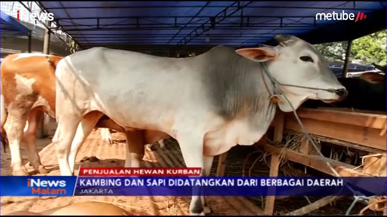 63+ Gambar Hewan Kurban Hitam Putih Terbaru