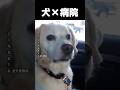 犬が病院に行くとどうなるのか