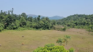 (221) 🌍 👌🏻8 acre ಸುಂದರವಾದ ಕೃಷಿ ಜಮೀನು.. ಎತ್ತಿನಭುಜ ಮೂಡಿಗೆರೆ ಹತ್ತಿರ. tar road approch