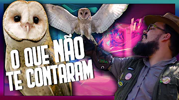 O que é preciso para ter uma coruja?