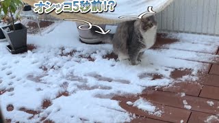 積った雪を猫砂と勘違いして用を足そうとする猫　ノルウェージャンフォレストキャット　A cat that uses snow as a toilet