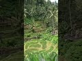 Ziplining in Bali #zipline #luwakcoffee #bali