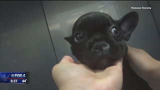 Frisco City Council enacts new pet store rules after Petland investigation