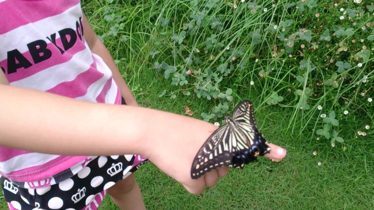 飼育３５日目 ナミアゲハ アゲハチョウがサナギからついにチョウチョへ お別れの時 ランドチャンネル Butterfly Youtube