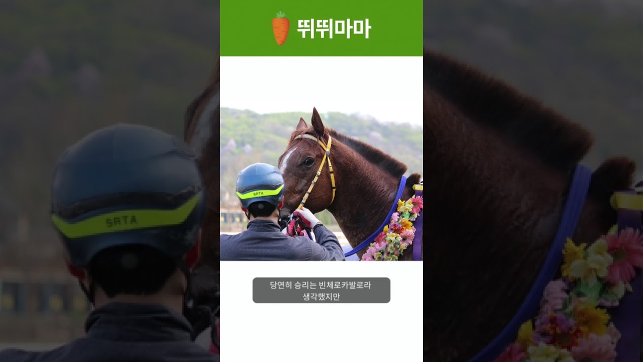제 34회 SBS스포츠 스프린트의 결과! #경마 #한국경마 #shorts #조재로 #빈체로카발로 사진출처 : 뛰뛰마마, 한국마사회