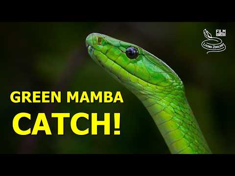 Deadly Green Mamba: Face to Face