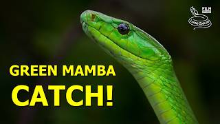 Deadly Green Mamba: Face to Face