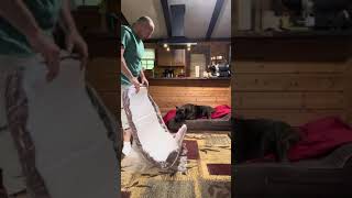 I got my dog a new bully bed.👍👍 if you’re looking for a new bed for your dog check out the video ￼