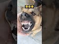 अमेरिका क्या कहता था ?😂🤣😁 #funnypets #dog