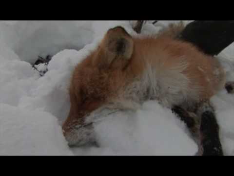 Наши путешествия. Капканный промысел