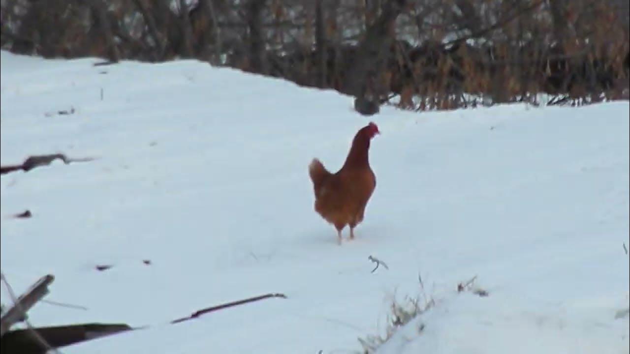 петлюра у бабушки под крышей. петлюра у бабушки под крышей. у бабушки под крышей сеновала. петлюра окольцованная. юрий барабаш петлюра.