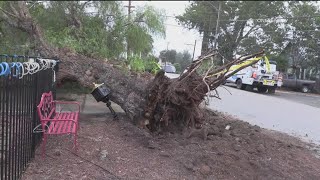 Tree falls onto house in Lemon Grove during early-season winter storm