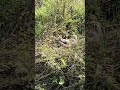 #Anaconda #azgar #snack #jungal #dangerous