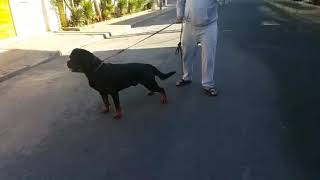 Le Rottweiler pure race au maroc