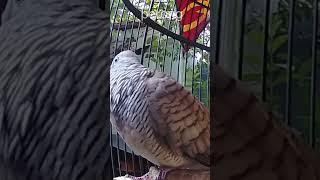 Perkutut Crosingan Gacor