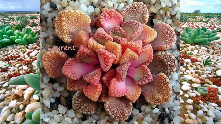 Succulent Plant Flower (HD1080p) - DayDayNews