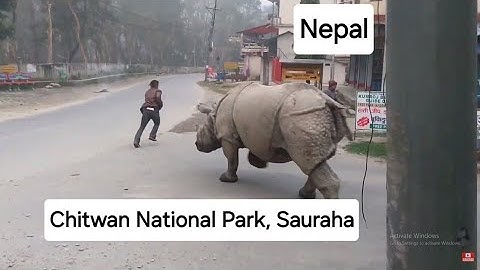 Rhino Attack on the street| Rhino attack on the road| wild Rhino | pet Rhino| Rhino attack villagers