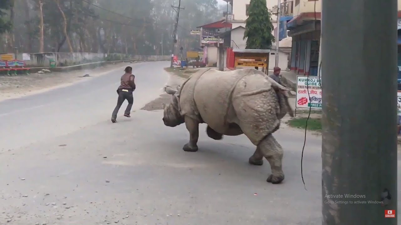 Rhino Attack on the street| Rhino attack on the road | jungle safari in Nepal| Nepal wildlife tour