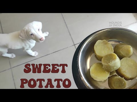 Dogs love to eat Sweet Potato