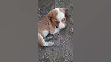 #video #Shorts feed channel pages youtube search Browse features External Direct or unknown other yo