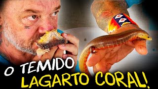 OS LAGARTOS MAIS TEMIDOS DO BRASIL?!