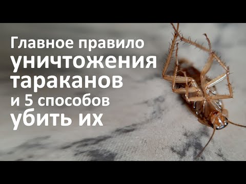 5 способов уничтожить тараканов и одно главное правило такого уничтожения