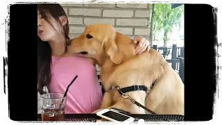 Смешные Собаки, Попробуй Не Засмеяться | Funny Dogs #616