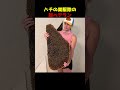 ハチの巣駆除の超ベテラン