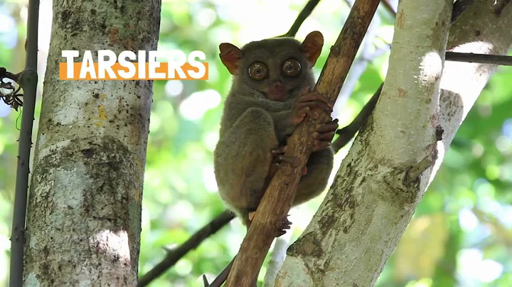 Five Fun Facts about Tarsiers